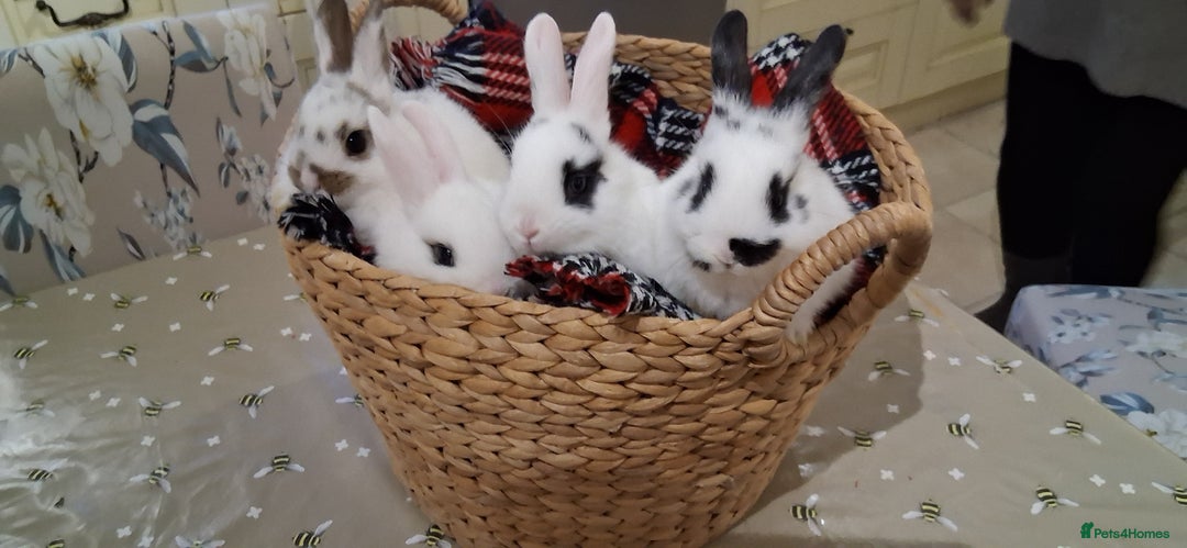 Netherland Dwarf rabbits for sale: cute Netherland dwarf cross babies - Advert 1