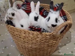 Netherland Dwarf rabbits cute Netherland dwarf cross babies - Advert 5