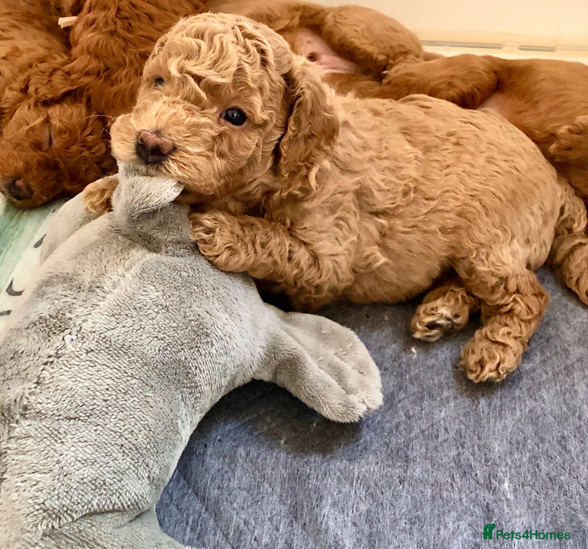 Labradoodle dogs keiras red fox miniature labradoodles  - Advert 2