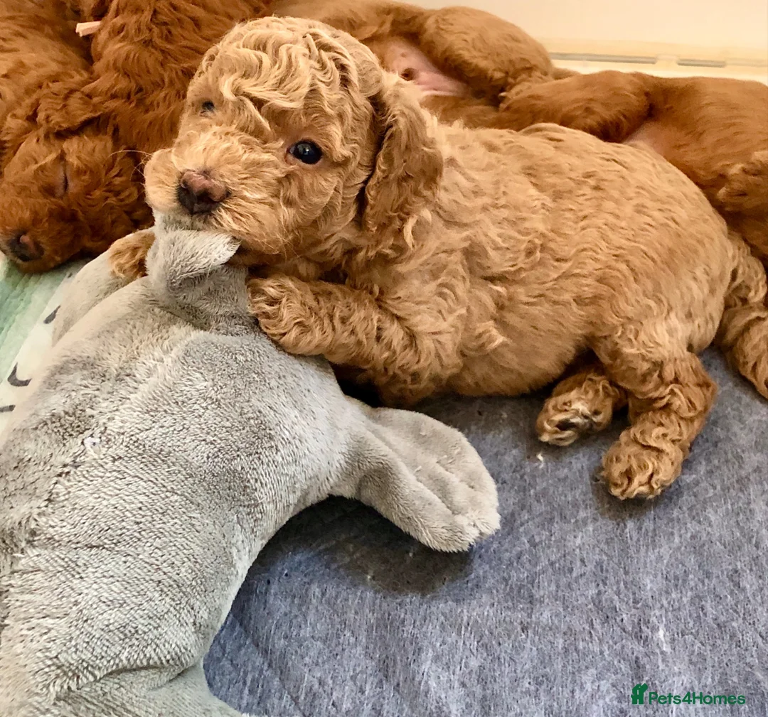Labradoodle dogs for sale: keiras red fox miniature labradoodles  - Advert 1