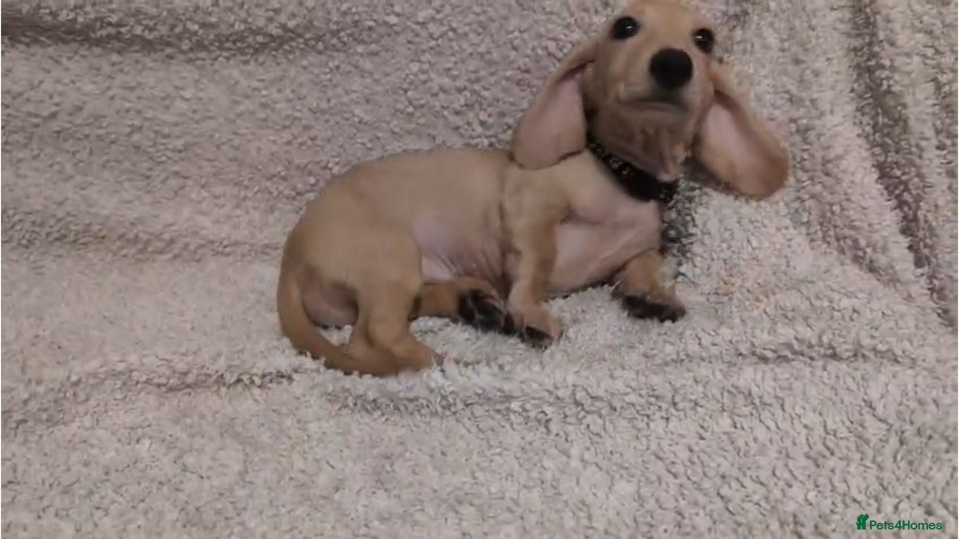 Miniature Dachshund dogs Cream Mini Dachshund Puppies KC Reg - Advert 2