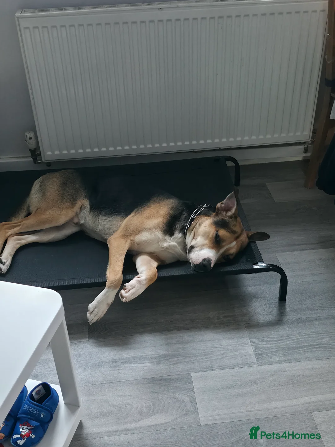 Mixed Breed dogs for sale: Huntway cross - Advert 12