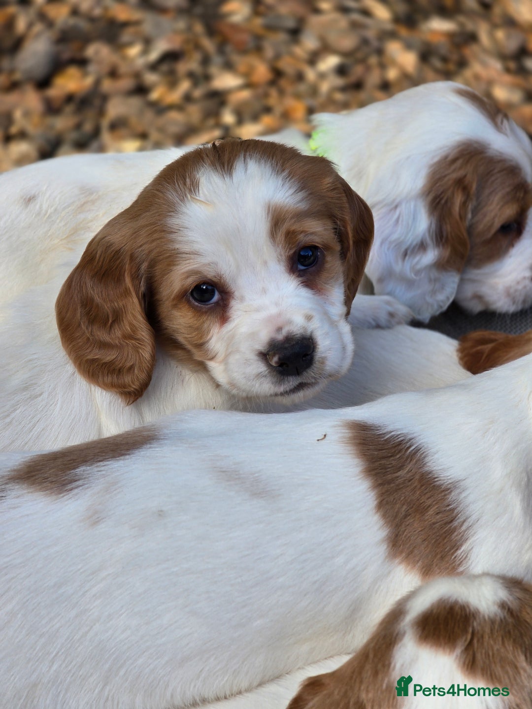 Sprocker dogs for sale: Hendrix the male sprocker available. - Image 31