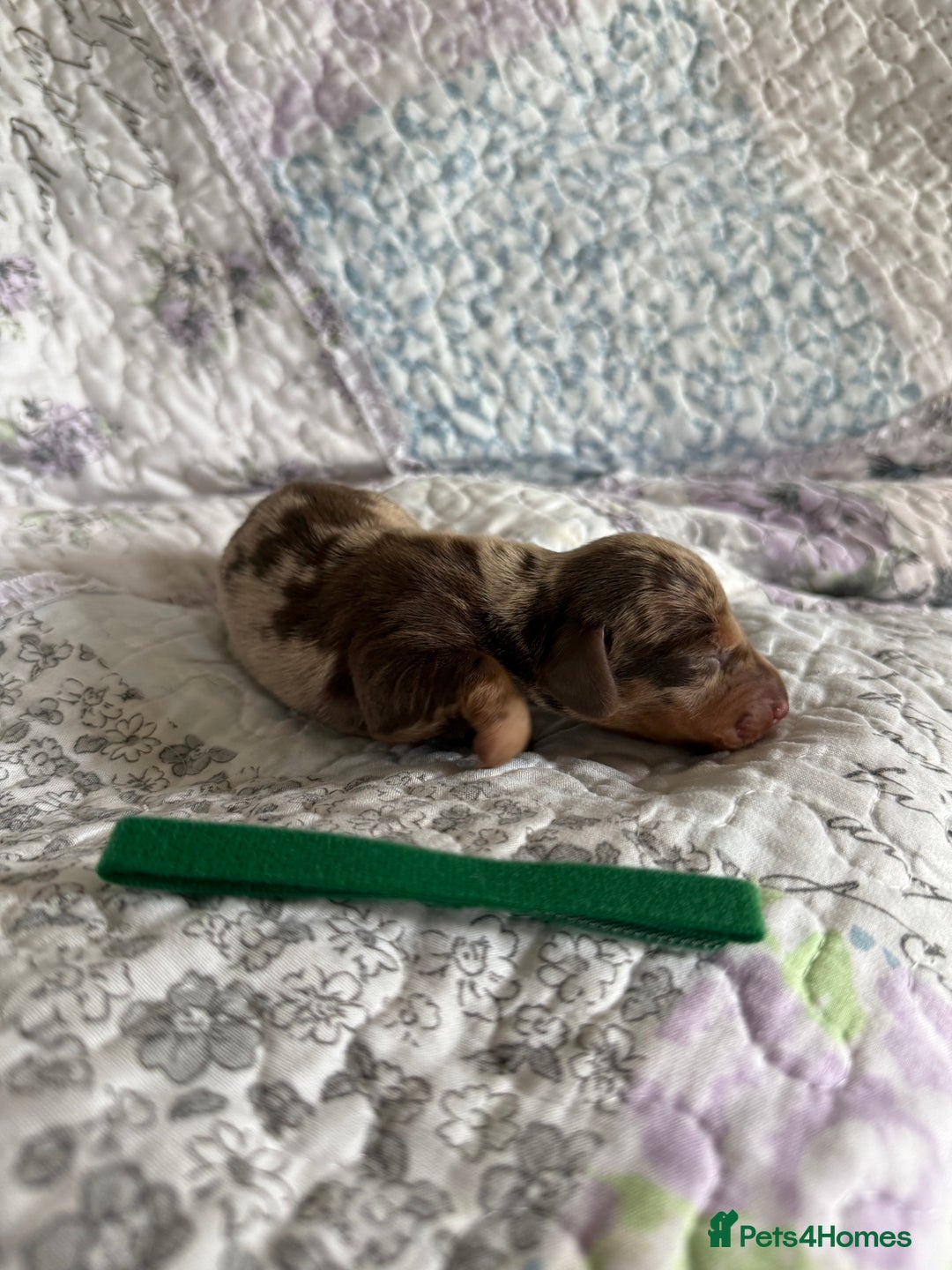 Miniature Dachshund dogs for sale: KC Registered Miniature Dachshunds (PRA Clear) - Image 5