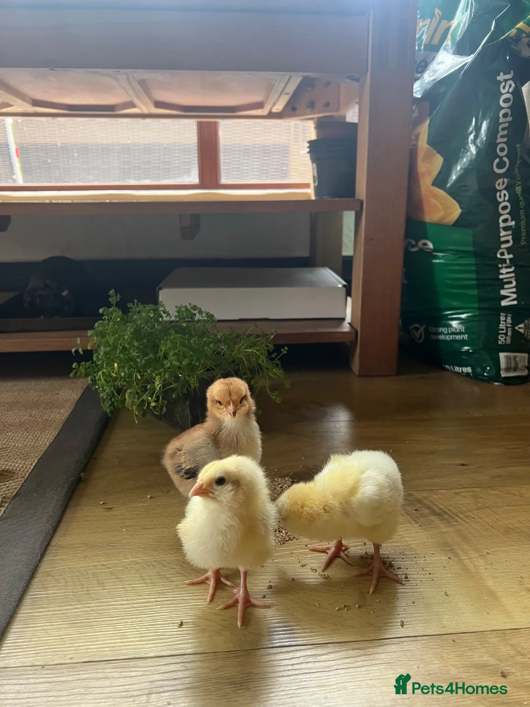 Chickens poultry for sale: White male hybrid  - Advert 2