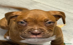 Boxer dogs for sale: Beautiful boxer puppies  - Image 2
