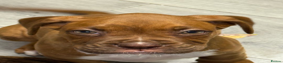 Boxer Puppy 3