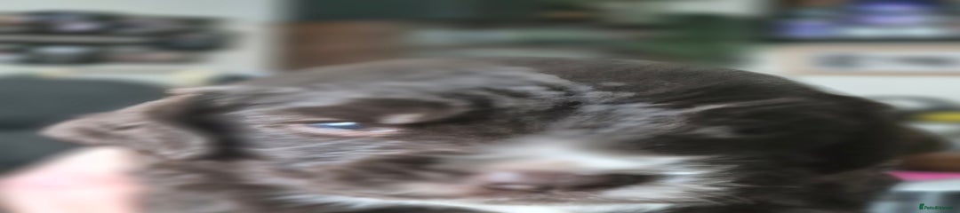 Sprocker Puppy 2