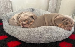 English Bulldog dogs for sale: Star Studded English Bulldogs - Image 7