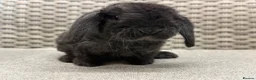 Mini Lop rabbits for sale: Last 2 plush lops available to reserve - Advert 14