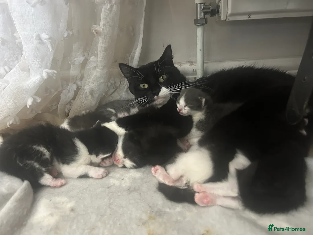 Mixed Breed cats for sale: 5 females for sale  in St. Neots - Advert 2