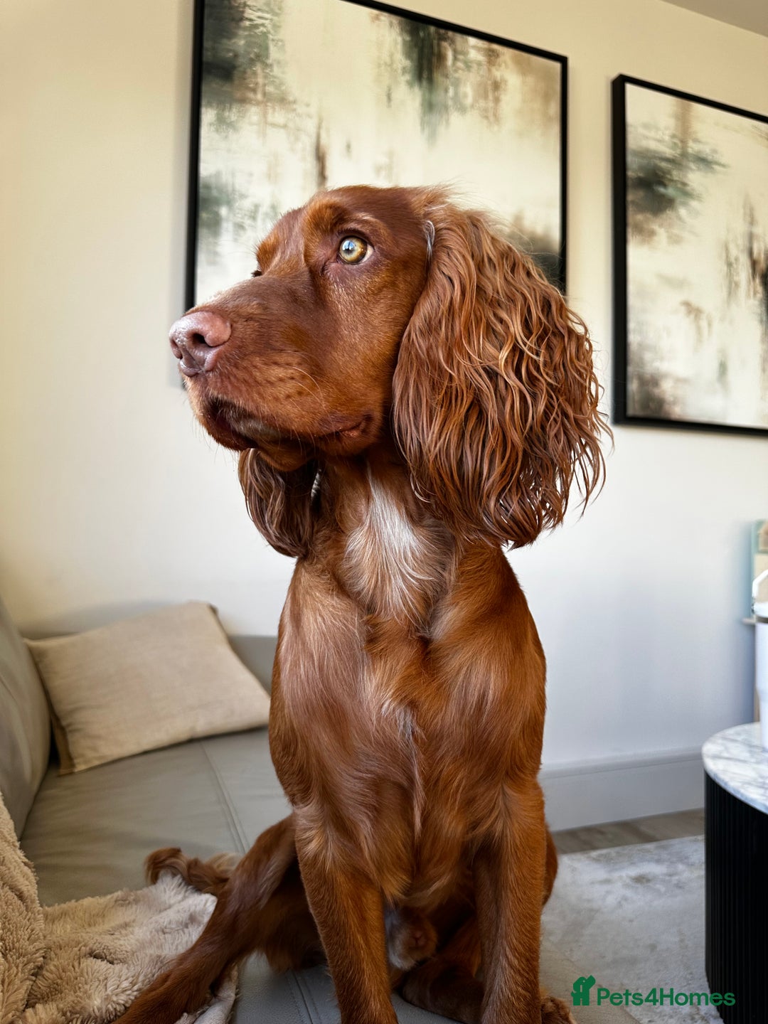 Cocker Spaniel dogs for stud: STUD - Working Cocker Spaniel - Image 1