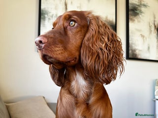 Cocker Spaniel dogs - Advert 9