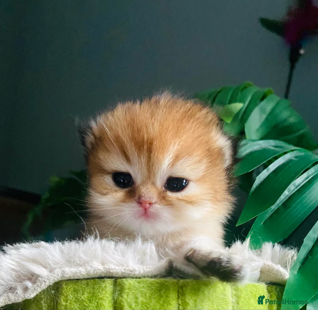 British Longhair cats for sale: 🐾🐾♥️Baby boy - golden black shaded boy🐾🐾♥️ - Advert 2