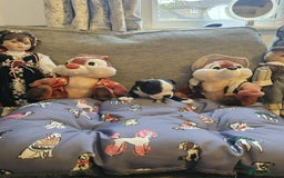Boston Terrier dogs for sale: Boston Terrier 5* puppies - Image 23