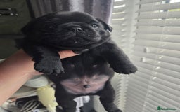 Pug dogs for sale: X2 beautiful male pugs - Image 2
