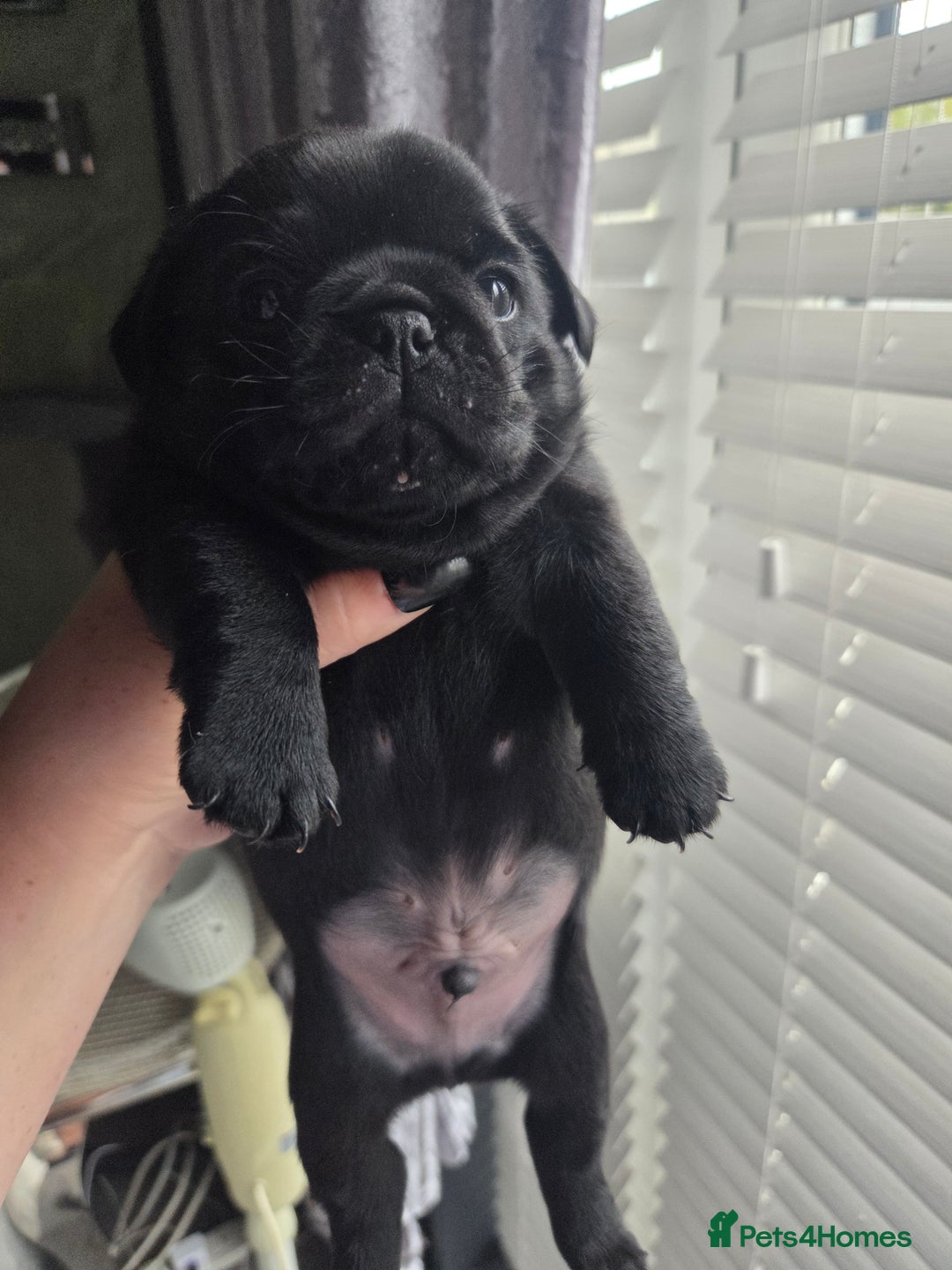 Pug dogs for sale: X2 beautiful male pugs - Image 2