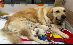 Golden Retriever dogs for sale: Golden retriever pups  - Image 2