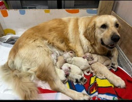 Golden Retriever dogs - Advert 15