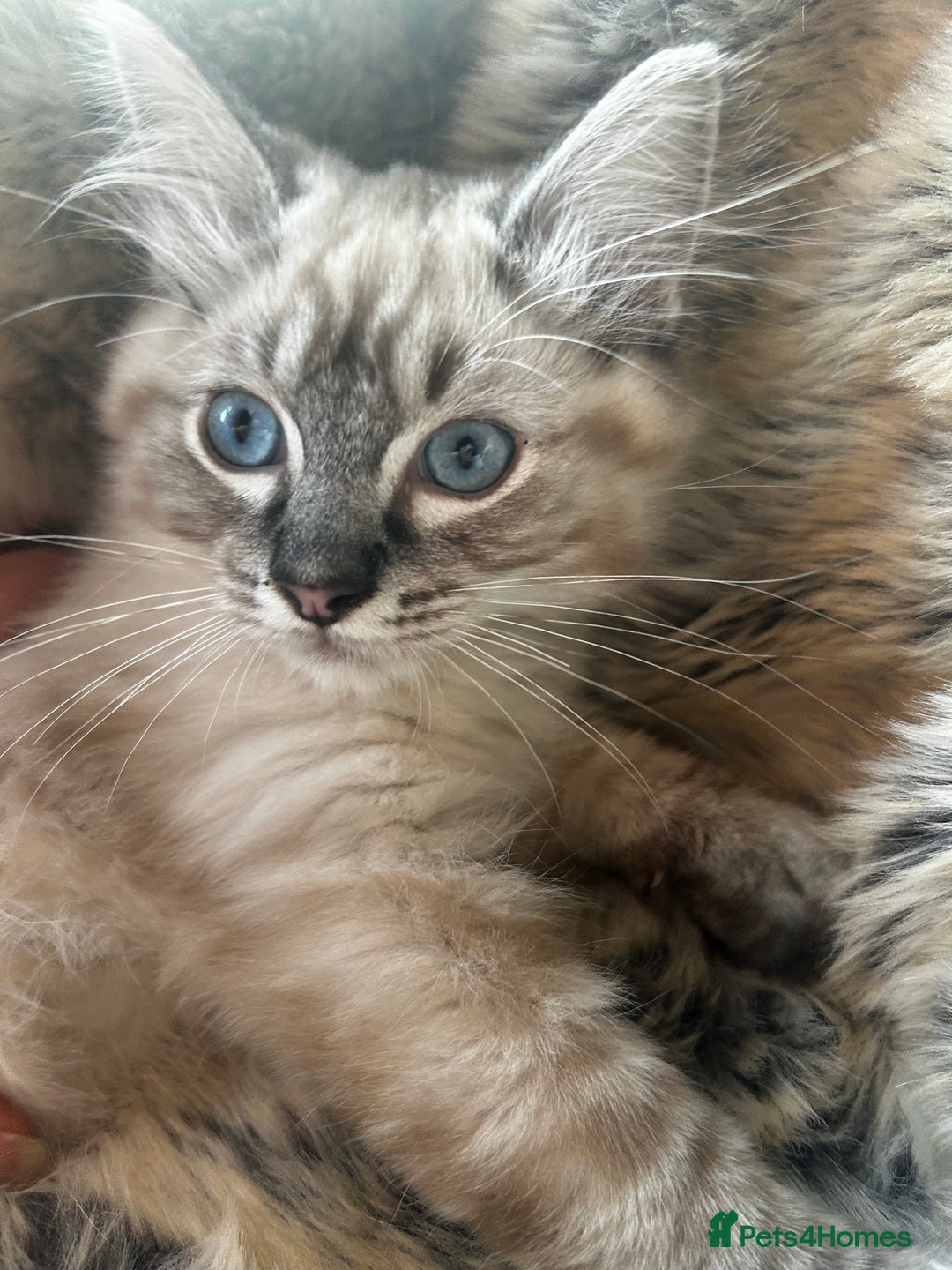 Ragdoll cats for sale: 5 STUNNING RAGDOLL KITTENS AVAILABLE NOW - Advert 12