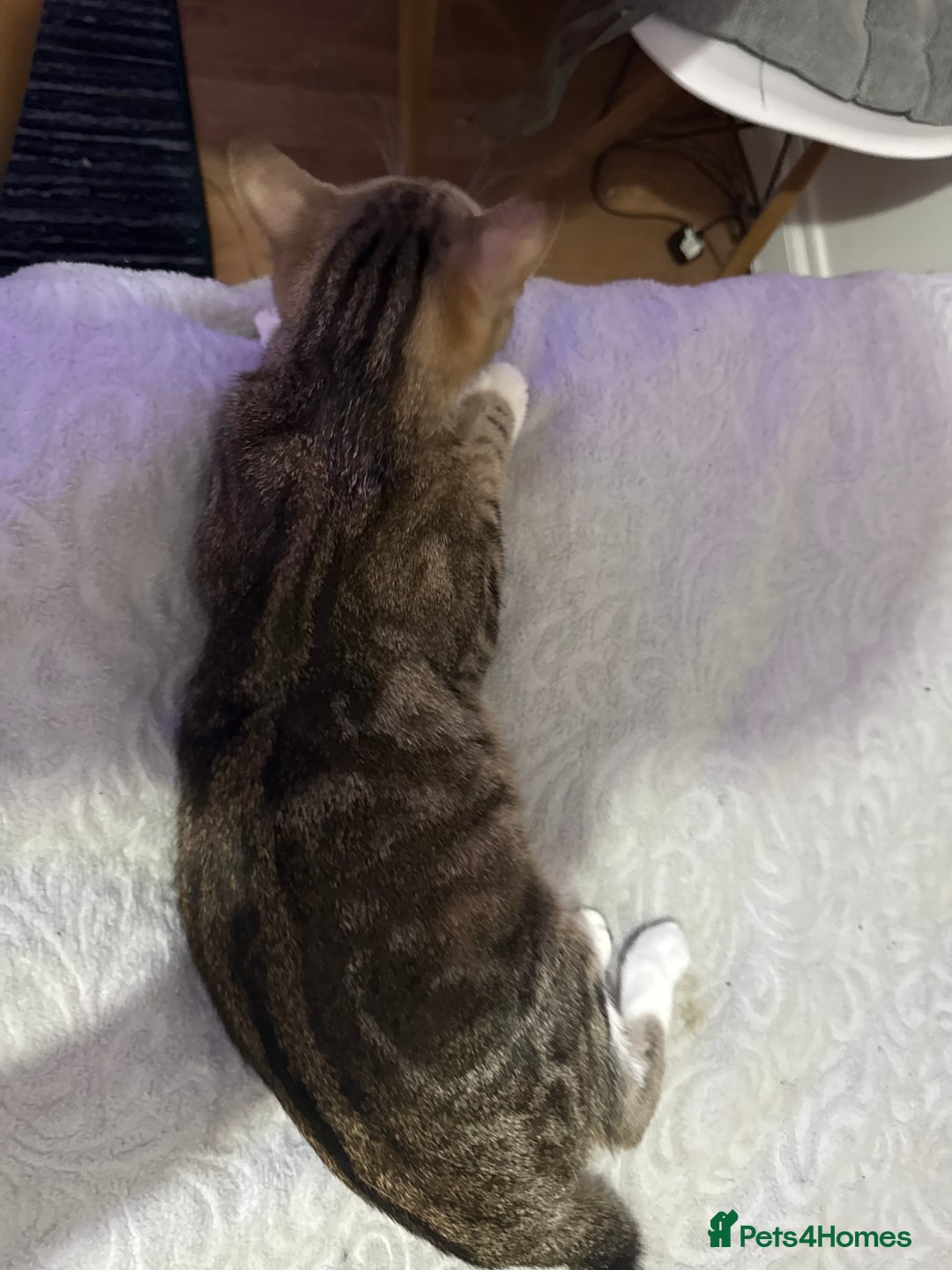 Mixed Breed cats for sale: kittens - Advert 1