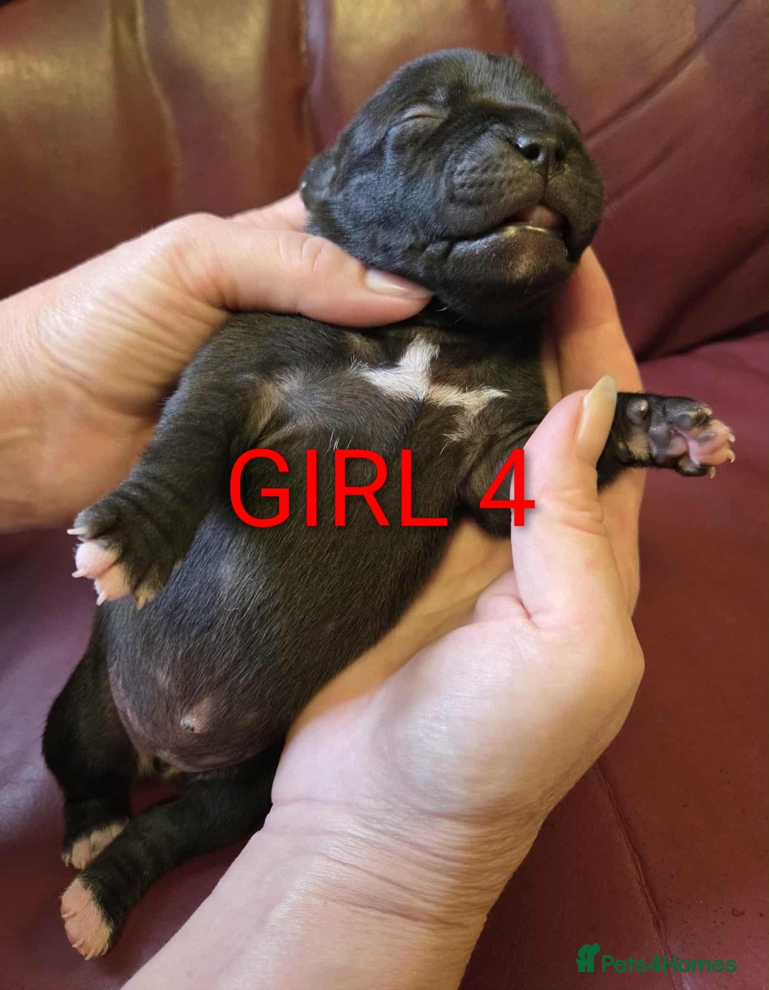 Staffordshire Bull Terrier dogs for sale: KC registered Champions Bloodline Show Quality  - Image 6