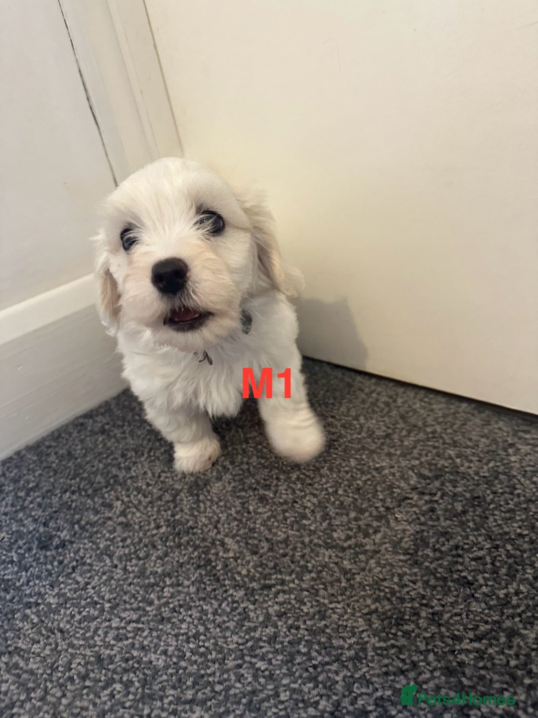 Bichon Frise dogs for sale: 4 Little puppies Bichon frise - Image 14