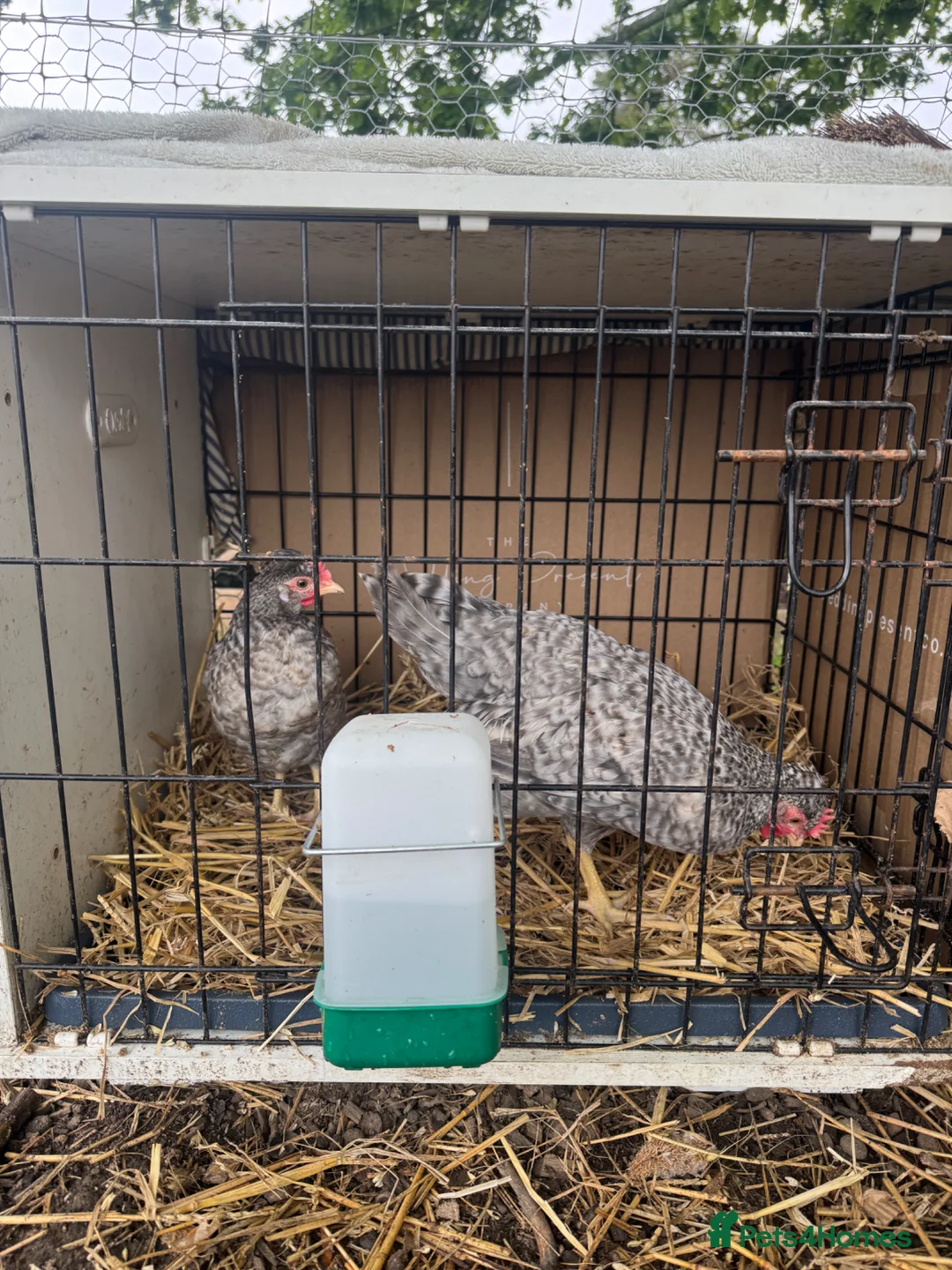 Chickens poultry for sale: 2 x Cream Crested Legbar Cockerels in Liphook - Advert 2