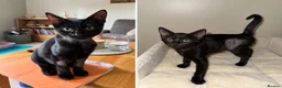 Domestic Shorthair cats for adoption: Saffron & Paprika, 4 month old kitten pair - Advert 1