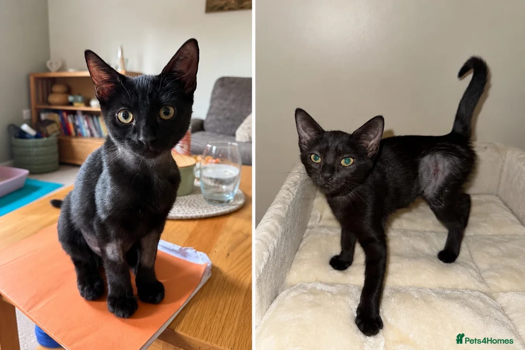Domestic Shorthair cats for adoption: Saffron & Paprika, 4 month old kitten pair - Advert 1