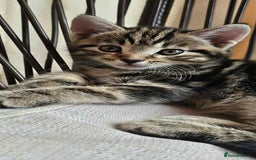 Brazilian Shorthair cats for sale: Tabby Cats  - Image 5