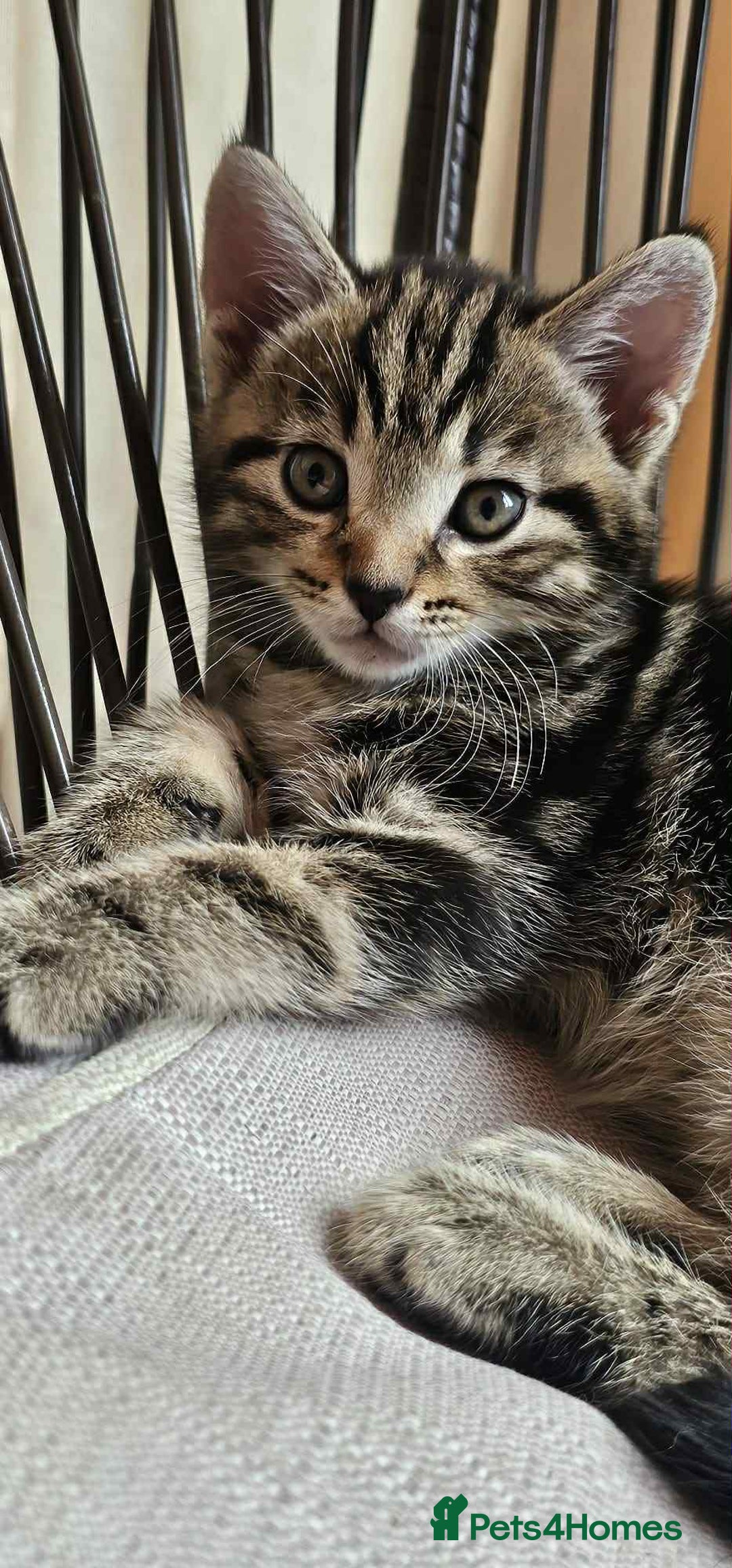 Brazilian Shorthair cats for sale: Tabby Cats  - Image 5