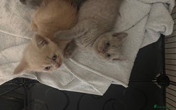 British Shorthair cats for sale: Rainbow litter 🤩🤩💕💕🌈🌈 - Image 9