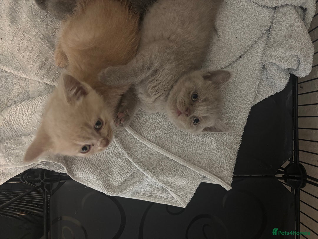 British Shorthair cats for sale: Rainbow litter 🤩🤩💕💕🌈🌈 - Image 9