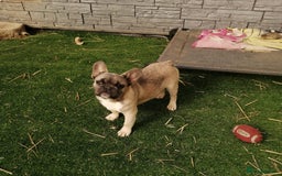 French Bulldog dogs for adoption: 💓🐶 MARGO, MISTY & MONTI💙 - Image 8