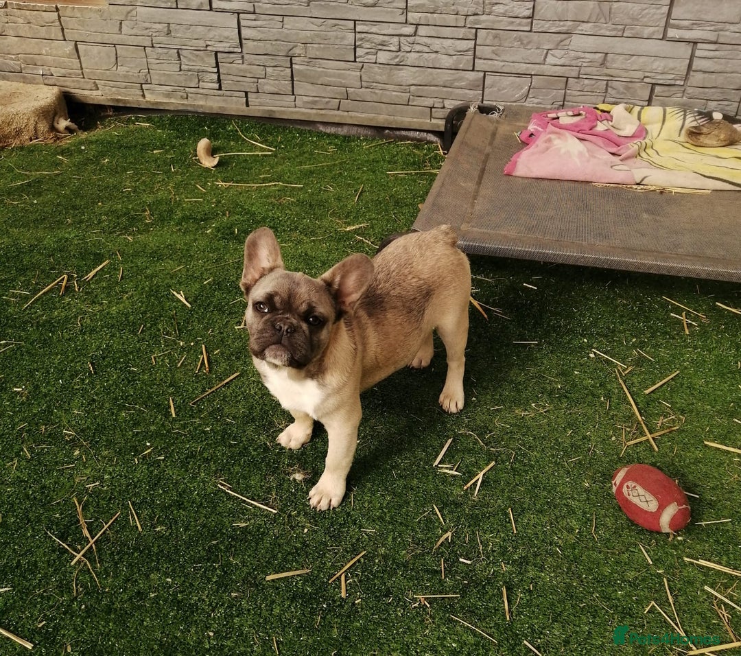 French Bulldog dogs for adoption: 💓🐶 MARGO, MISTY & MONTI💙 - Image 8