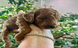 Cockapoo dogs for sale: 4⭐️Licensed F1b Cockapoos Exceptionally Bred - Image 32