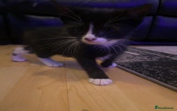 Mixed Breed cats for sale: Kittens ready now - Image 5