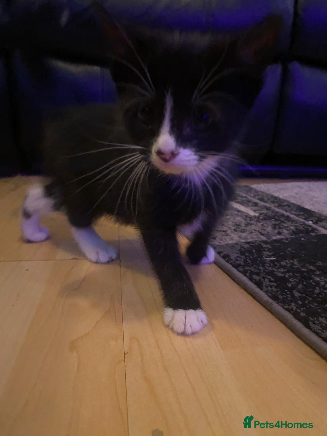 Mixed Breed cats for sale: Kittens ready now - Image 5