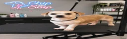 Shorkie dogs for sale: Shorkie puppies - Advert 1
