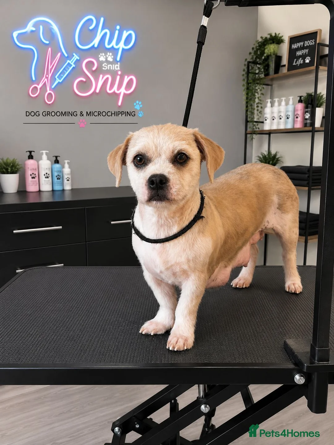 Shorkie dogs for sale: Shorkie puppies - Advert 1