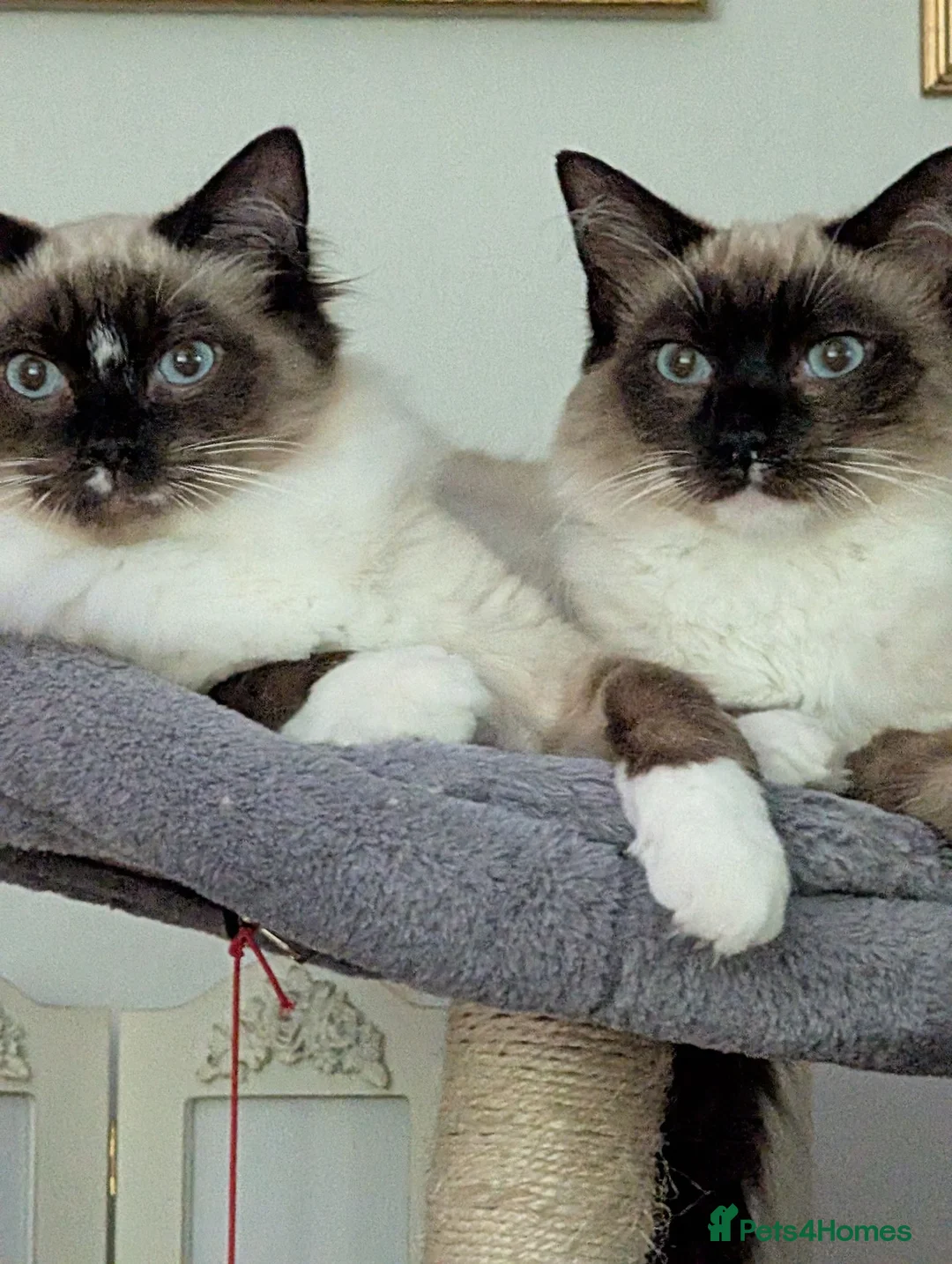 Ragdoll cats for sale: Tinker and Tucker  in Shrewsbury - Advert 2