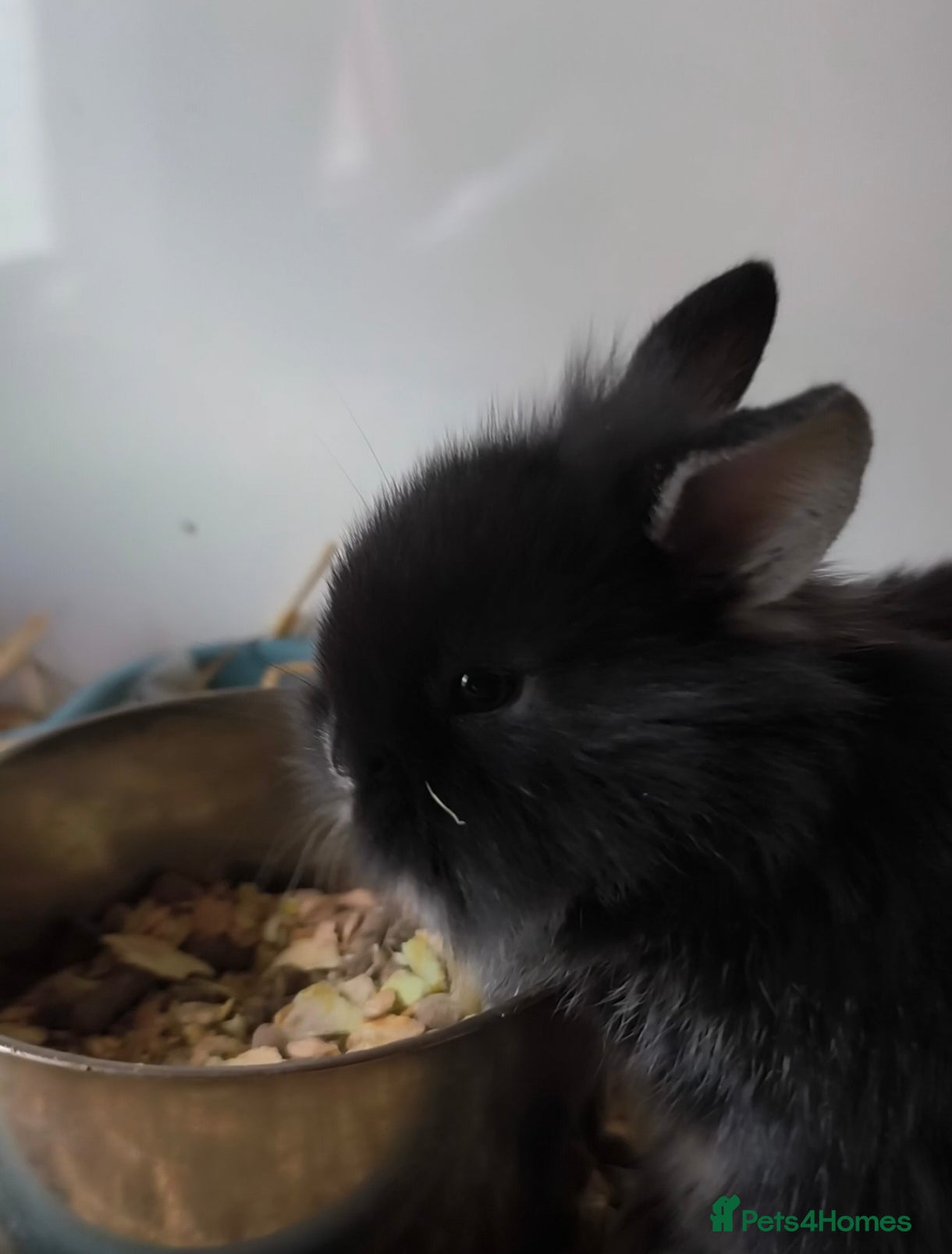 Mini Lop rabbits for sale: Rare Mini Lion Lop Babies for Sale  - Advert 18