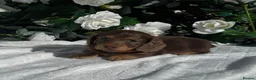 Miniature Dachshund dogs for sale: STUNNING KC LONG HAIRED MINIATURE DACHSHUND PUPS💕 - Advert 13
