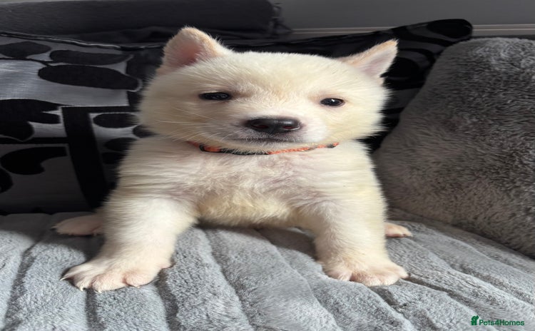 Akita dogs - Advert 7