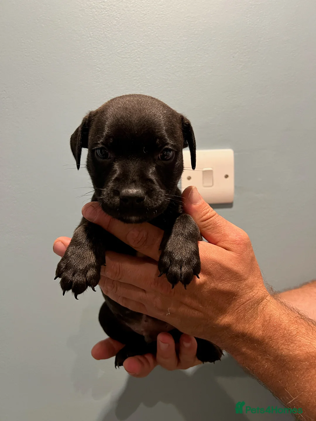 Staffordshire Bull Terrier dogs for sale: Gorgeous Brindle KC Pups  - Advert 32
