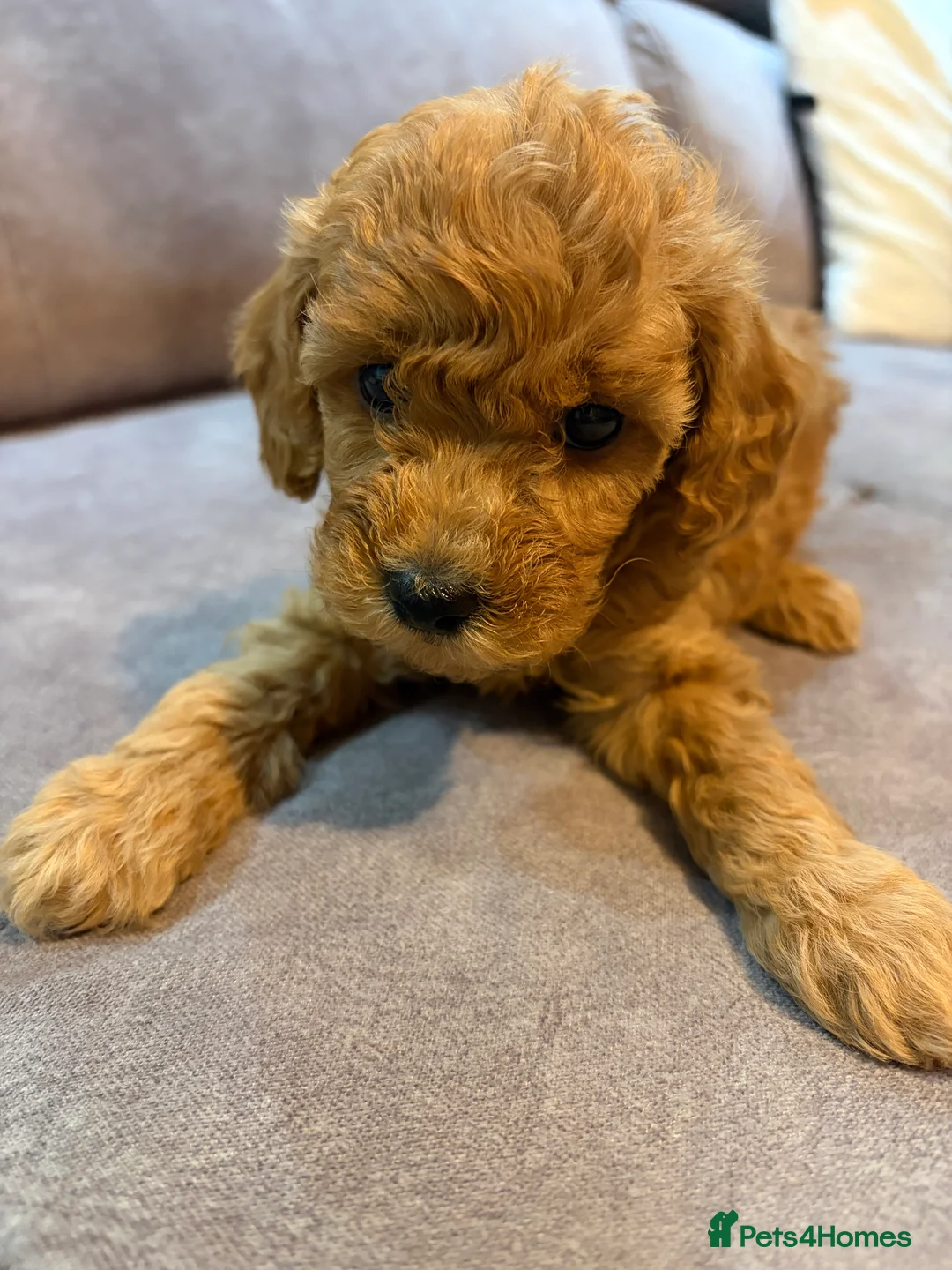 Toy Poodle dogs for sale: Toy poodle puppies in Berwick-upon-Tweed - Advert 2