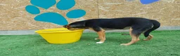 Mixed Breed dogs for adoption: 🐾🧡 ROCCO – A FRIENDLY BOY FULL OF CHARACTER 🧡🐾 - Advert 9