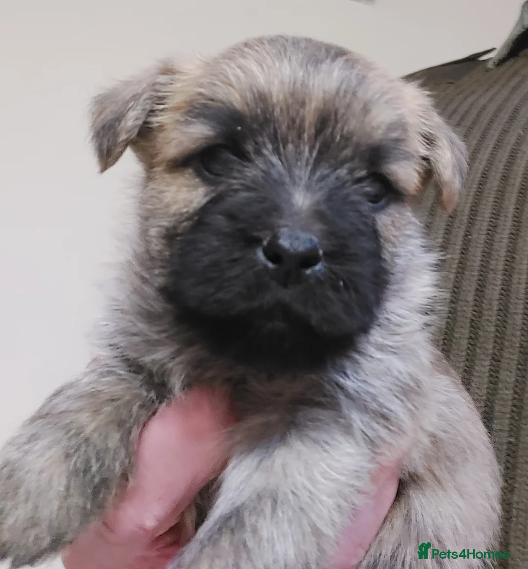 Cairn Terrier dogs for sale: Cairn Terrier Pups  - Advert 7