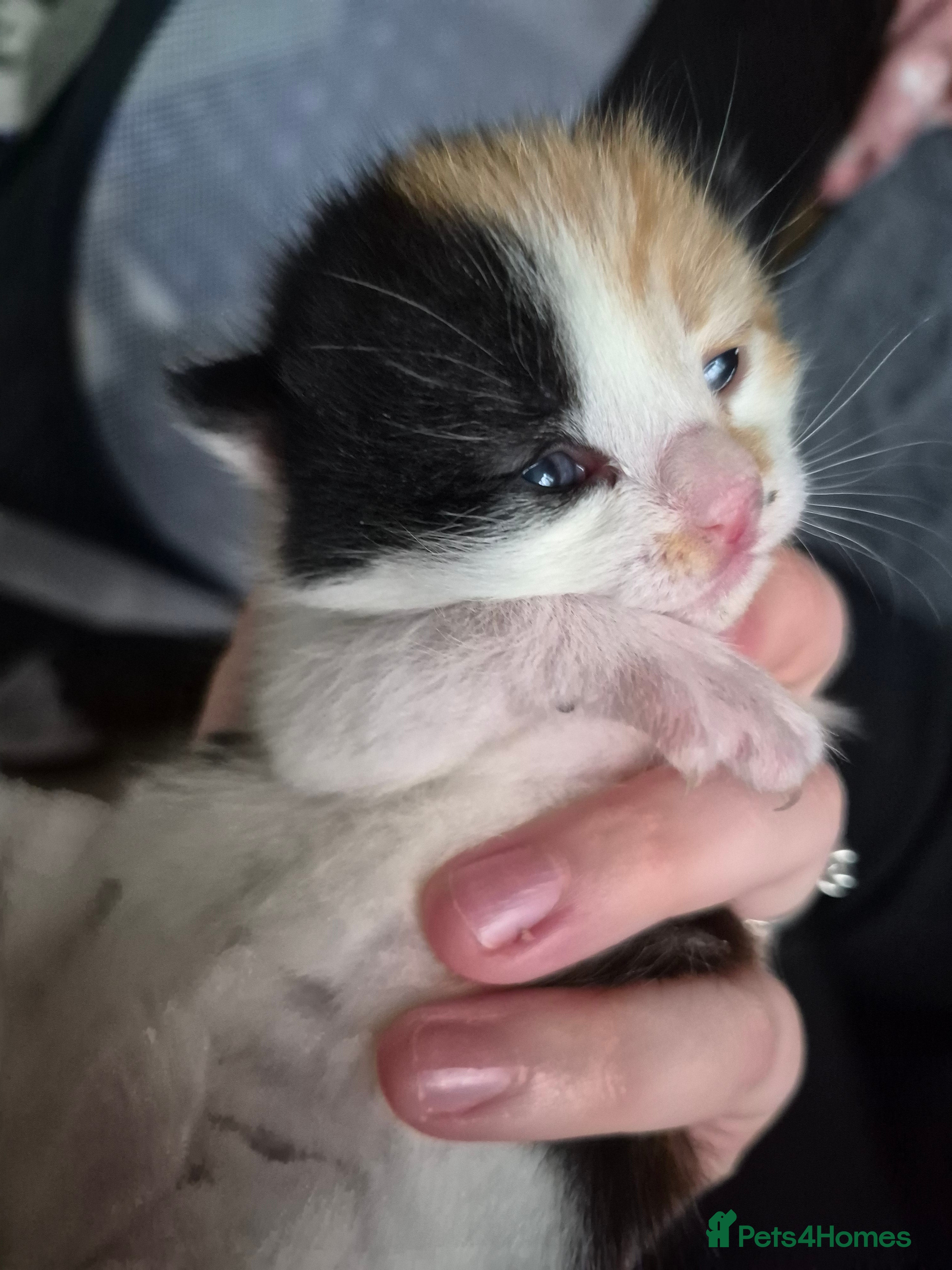 Mixed Breed cats 2 little girls left - Advert 8